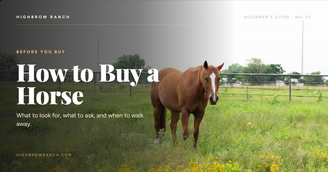 How to buy your first horse — beginner's guide from Highbrow Ranch in Caldwell, Texas
