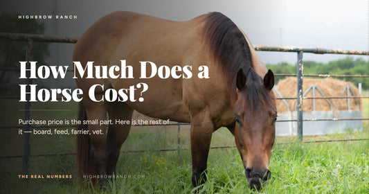 How much does a horse cost — the real 2026 numbers from Highbrow Ranch in Caldwell, Texas