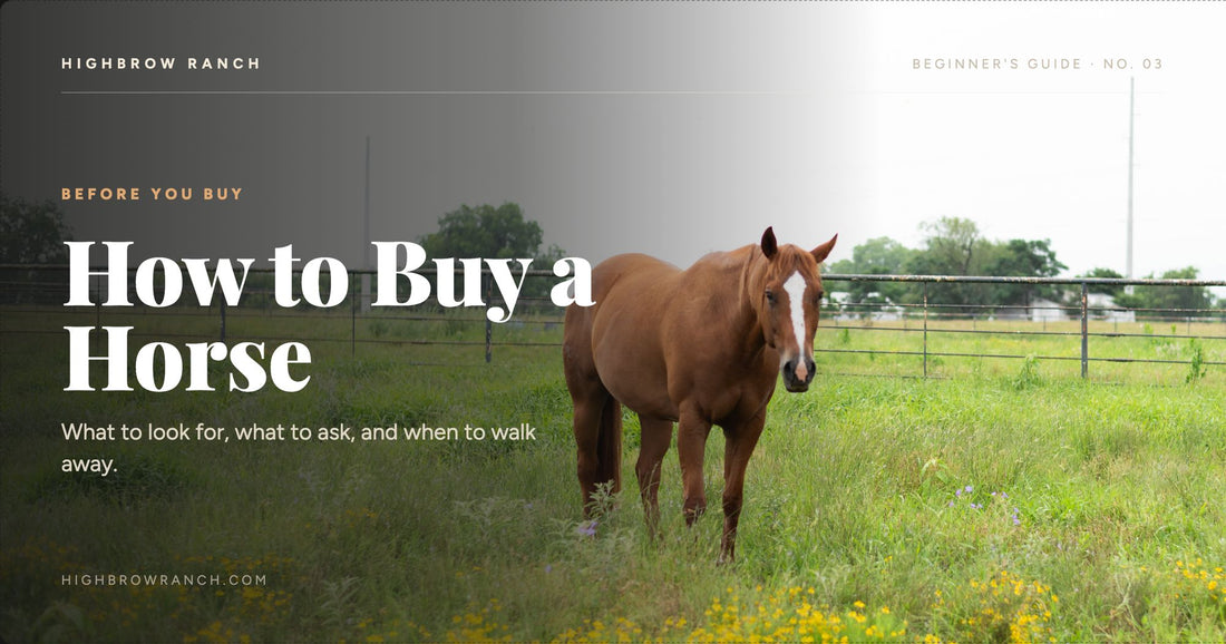 How to buy your first horse — beginner's guide from Highbrow Ranch in Caldwell, Texas