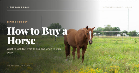 How to buy your first horse — beginner's guide from Highbrow Ranch in Caldwell, Texas