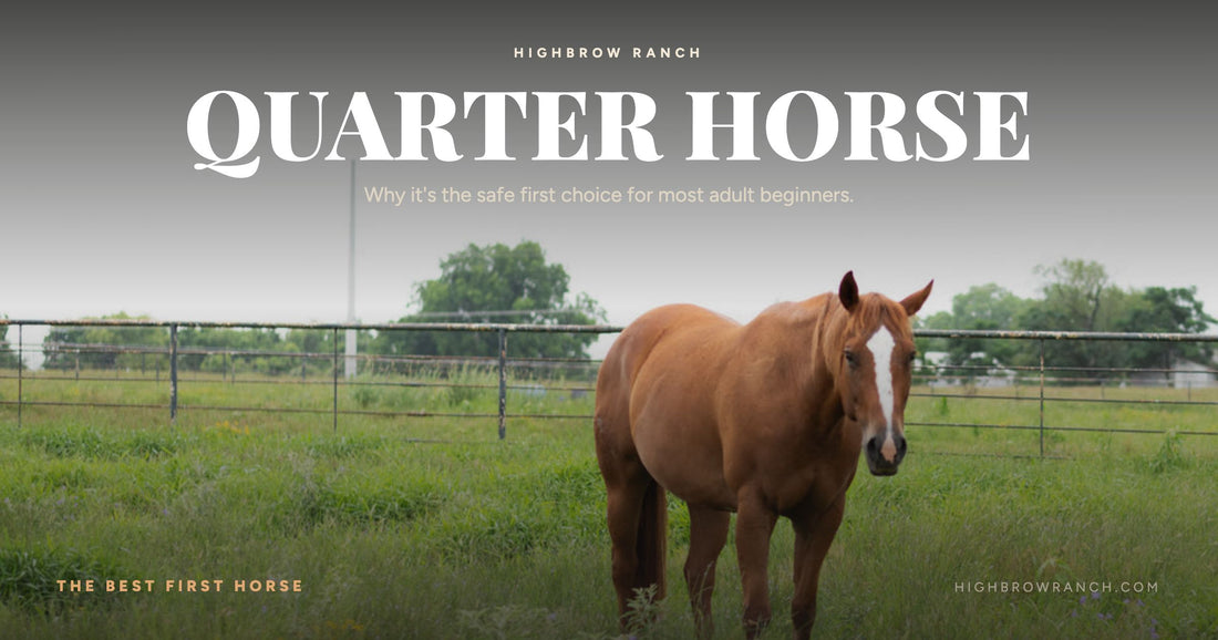 A sorrel Quarter Horse with a white blaze standing in a green pasture at Highbrow Ranch — why the Quarter Horse is the best first horse for adult beginners