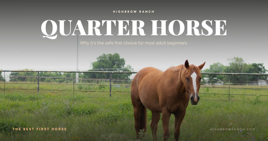 A sorrel Quarter Horse with a white blaze standing in a green pasture at Highbrow Ranch — why the Quarter Horse is the best first horse for adult beginners