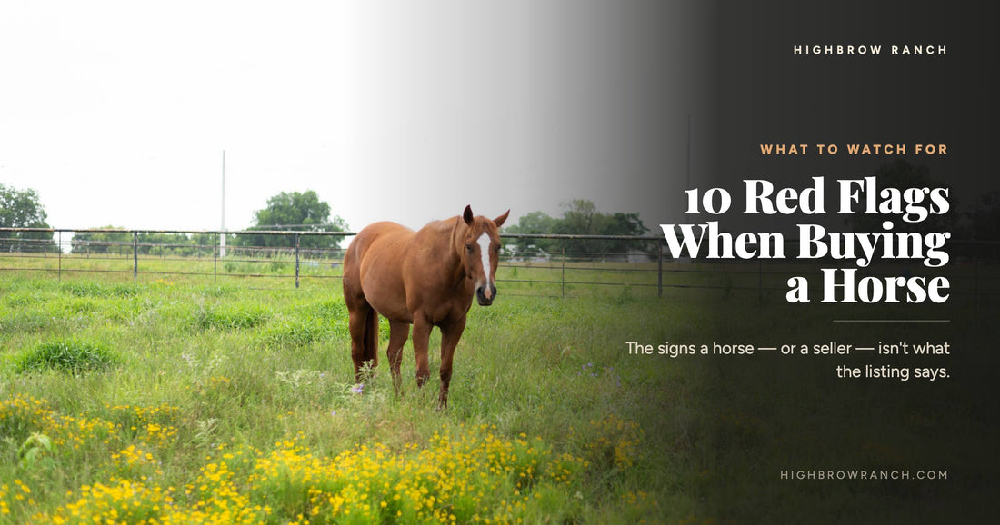 A chestnut horse grazing in a pasture of yellow wildflowers at Highbrow Ranch in Caldwell, Texas — 10 red flags to watch for when buying a horse