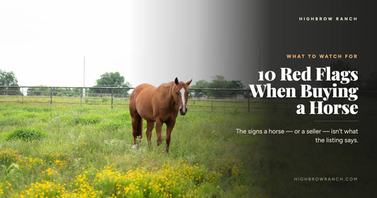 A chestnut horse grazing in a pasture of yellow wildflowers at Highbrow Ranch in Caldwell, Texas — 10 red flags to watch for when buying a horse
