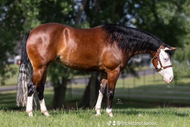 Trick Shot, a 2021 AQHA/APHA bay mare for sale at Highbrow Ranch in Caldwell, Texas